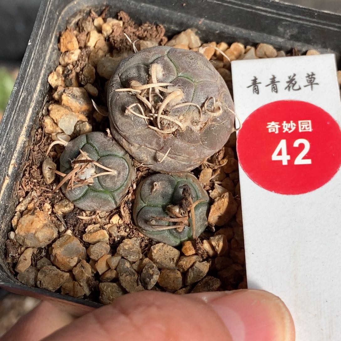实生乌丸娇丽群有疤