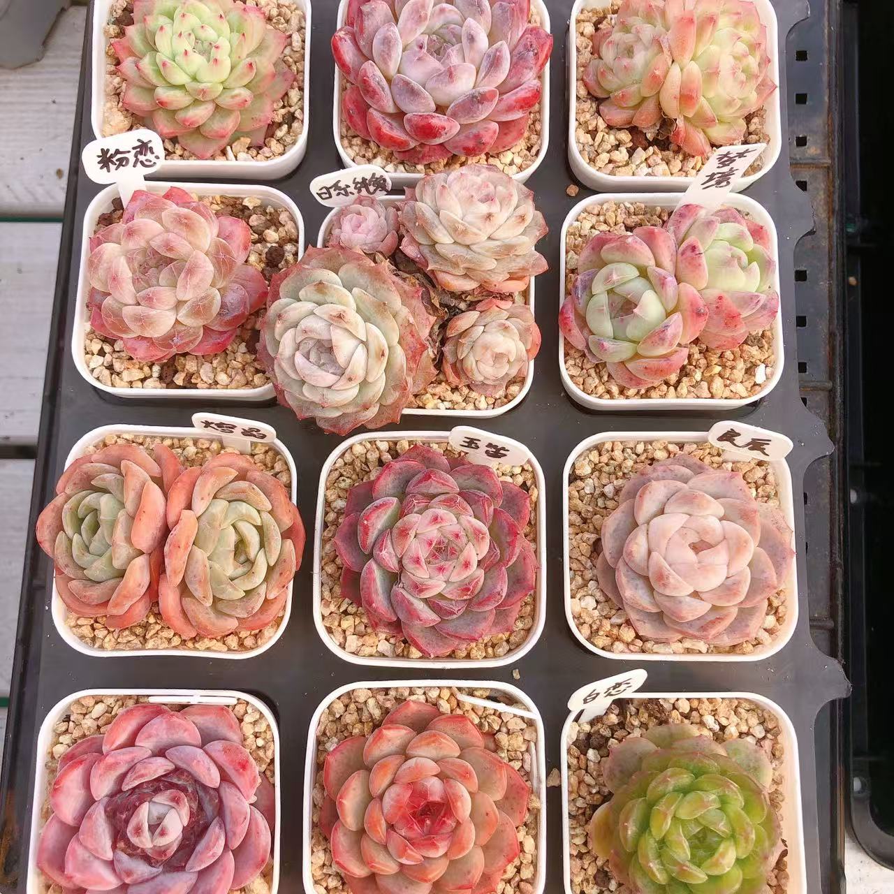 多肉植物  糖心套餐十二颗（尺寸4左右）满28包邮除偏远