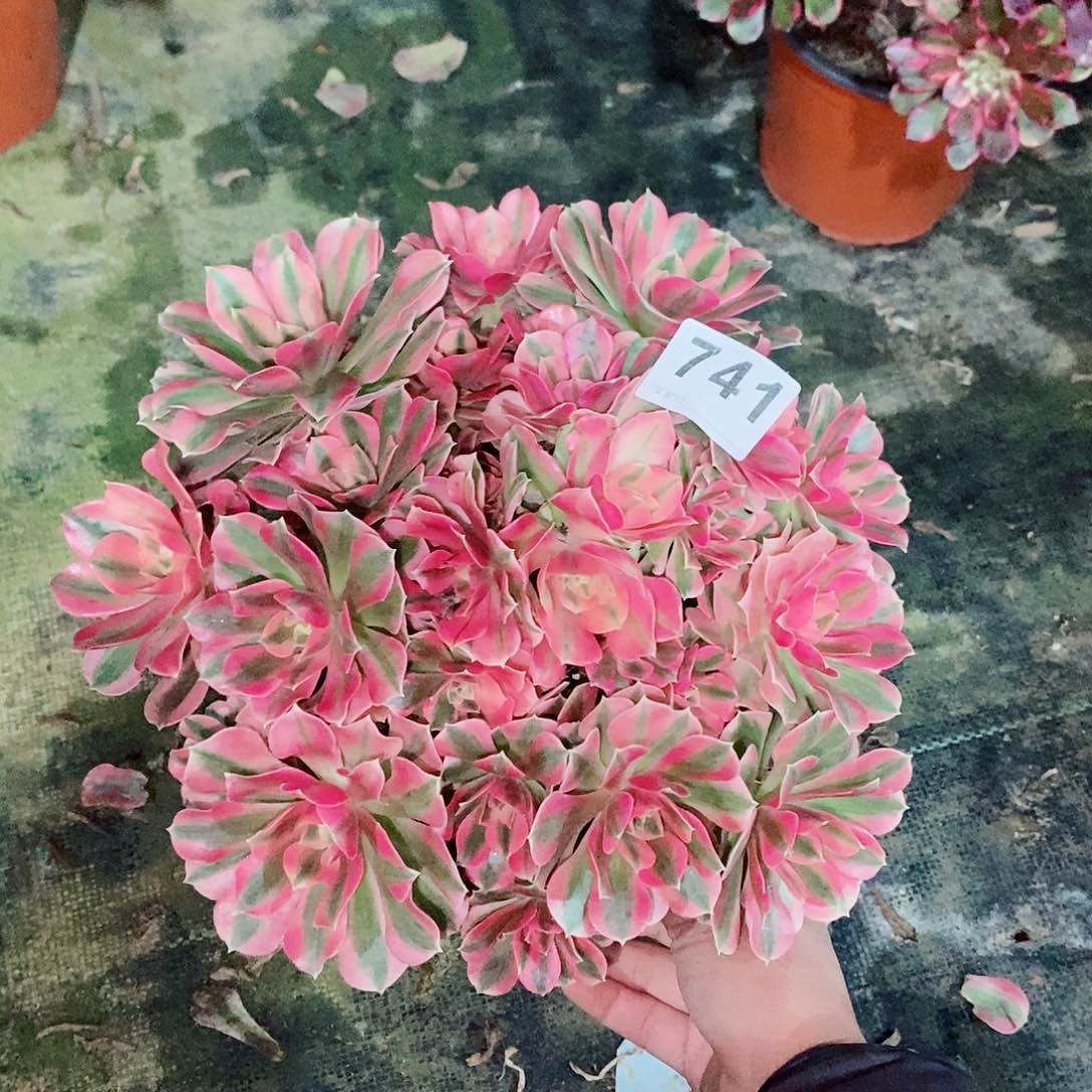 粉女巫741多肉1111