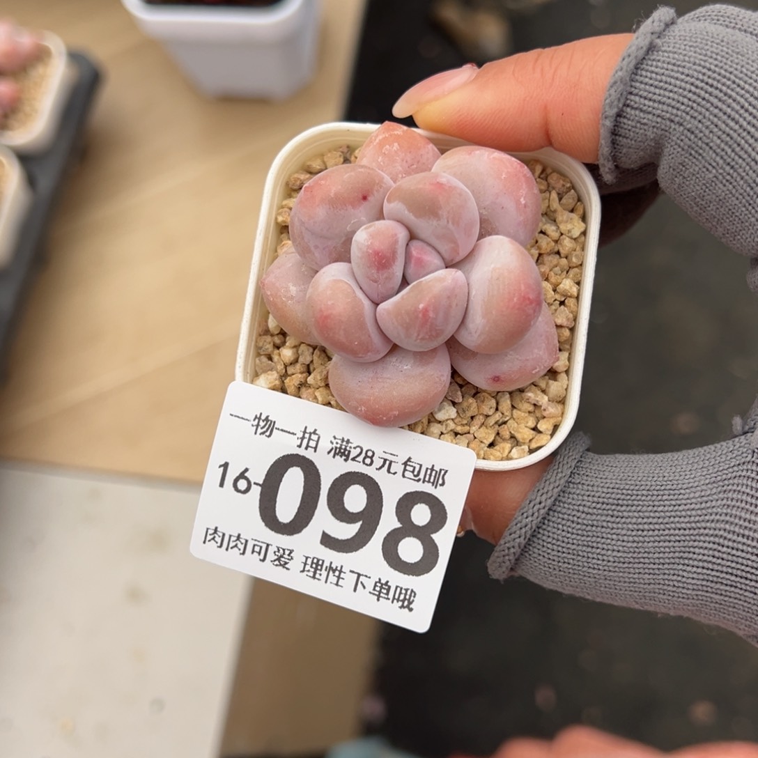 香水奶多肉多肉多肉多肉多肉