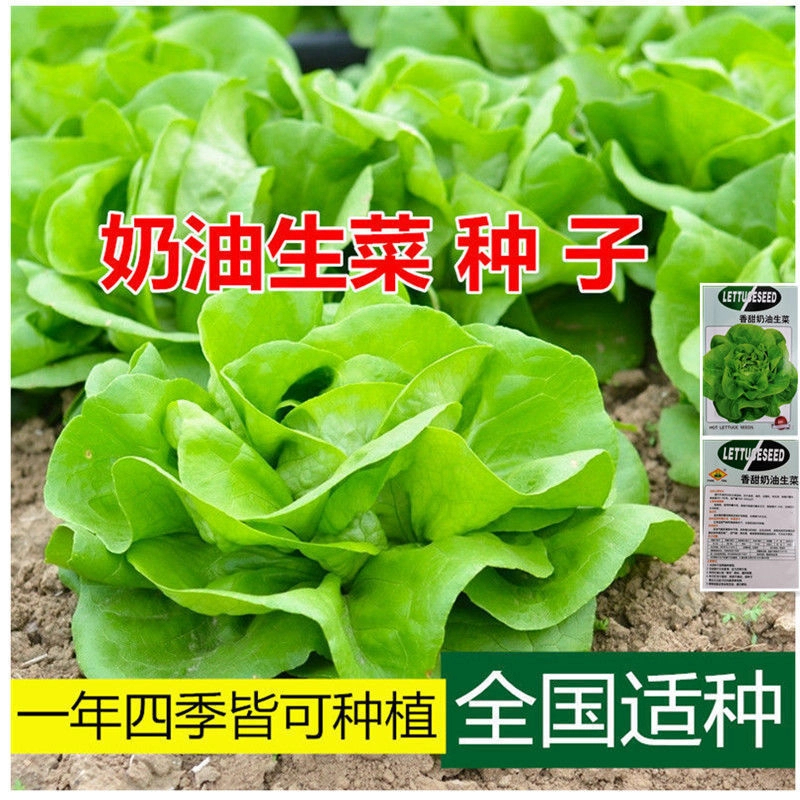 四季奶油生菜种子可生吃阳台盆栽夏季耐热蔬菜种籽农家玻璃生菜种