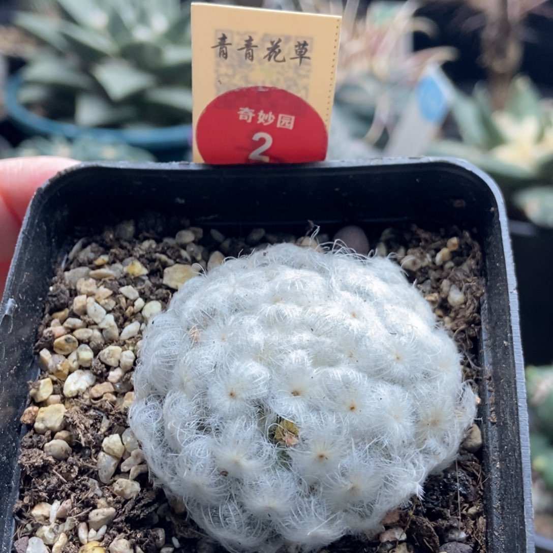 自根佛头白星4.6cm