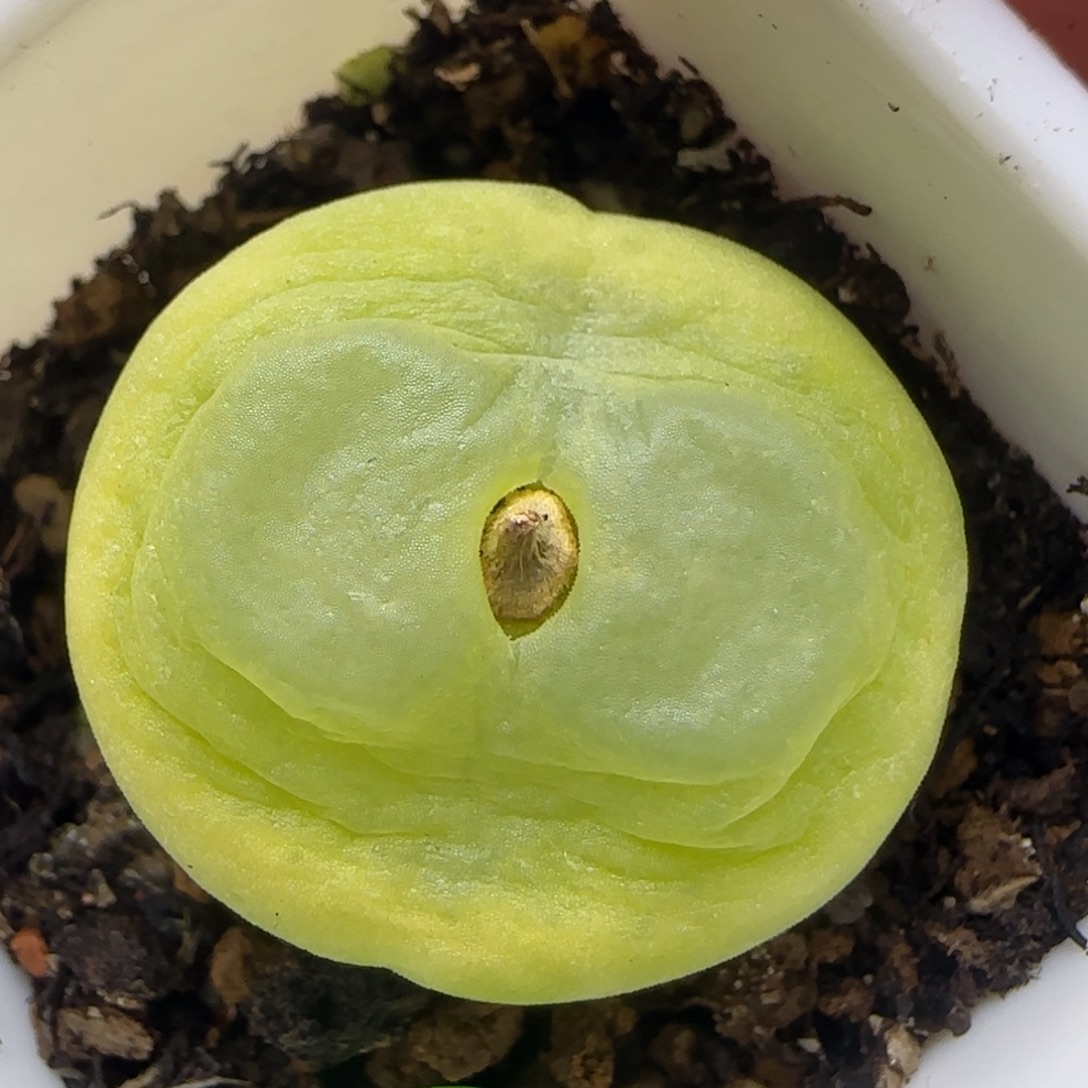 拉登福利多肉植物80