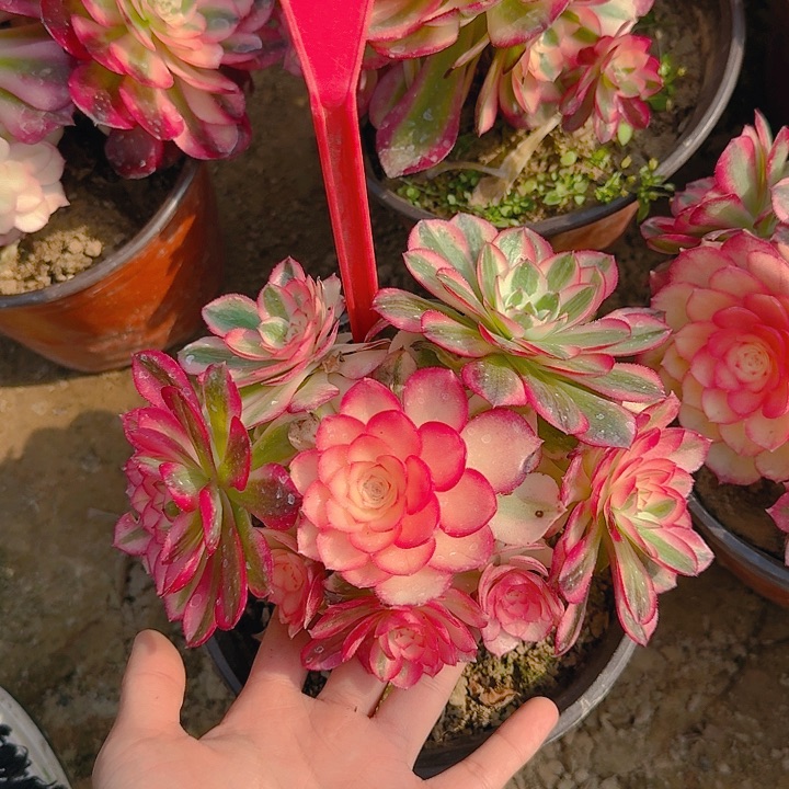 2-198荔枝多肉法师