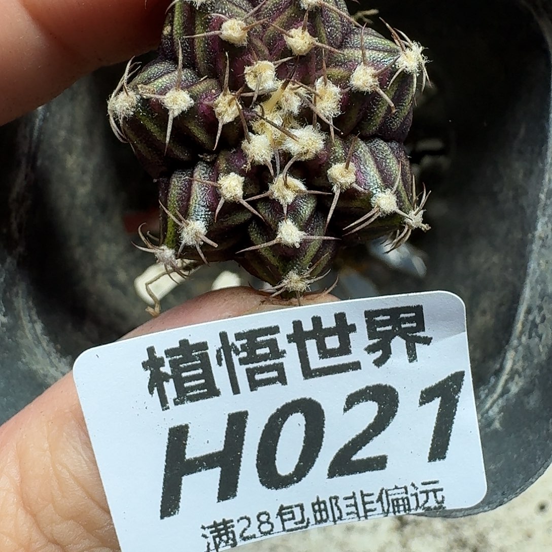 多肉植物的人啊ghn