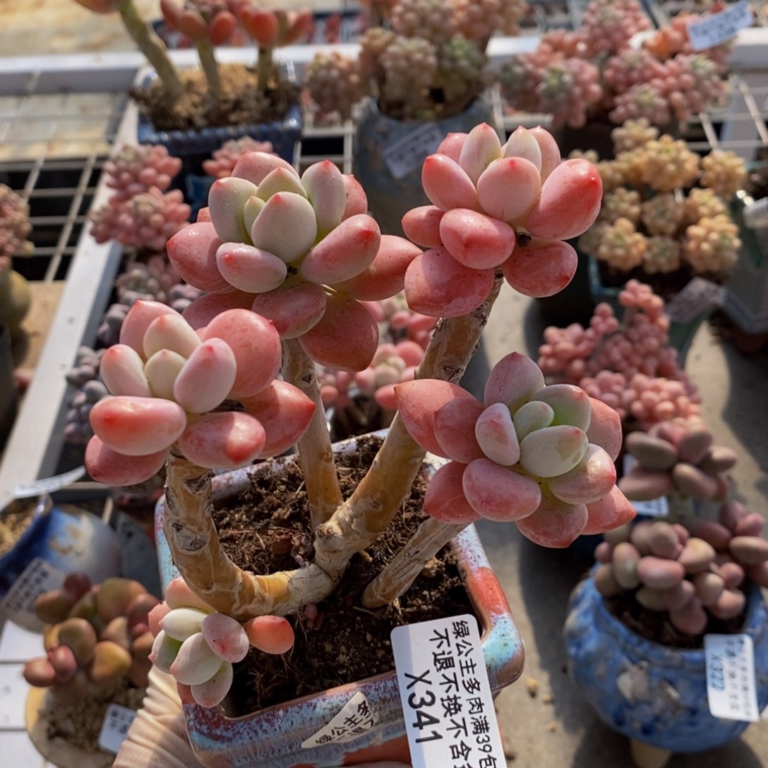 樱花洛神341/10cm有砍