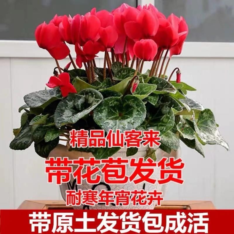 【精品仙客来小花型盆栽】带花带花苞四季好养室内阳台迷你年宵花卉