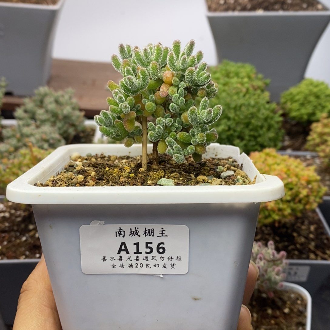 156优选冰晶枝干番杏