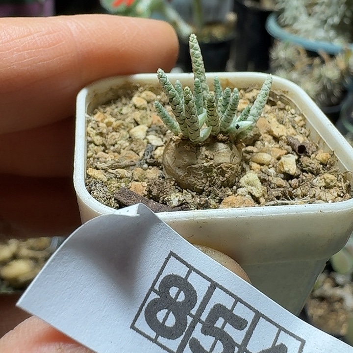 854韧锦带盆发货实生