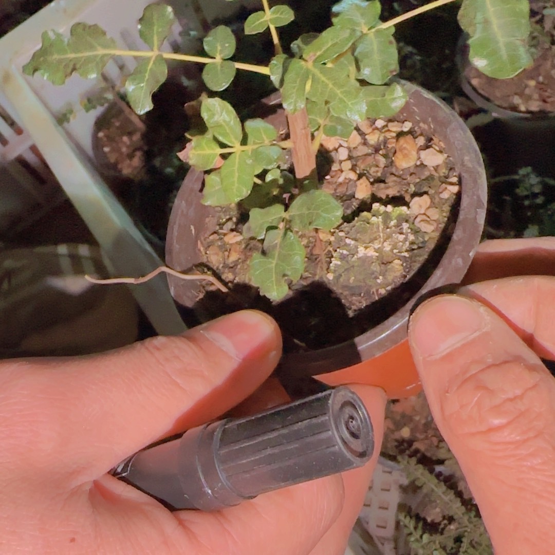 琳***。块根植物块根植物