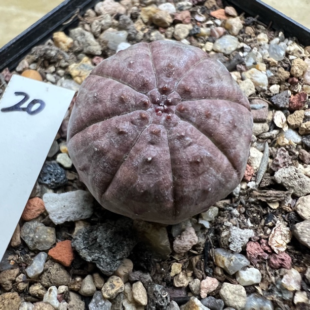 胭脂布纹球实生稀有仙人球多肉植物开花适合室内办公室绿植盆栽