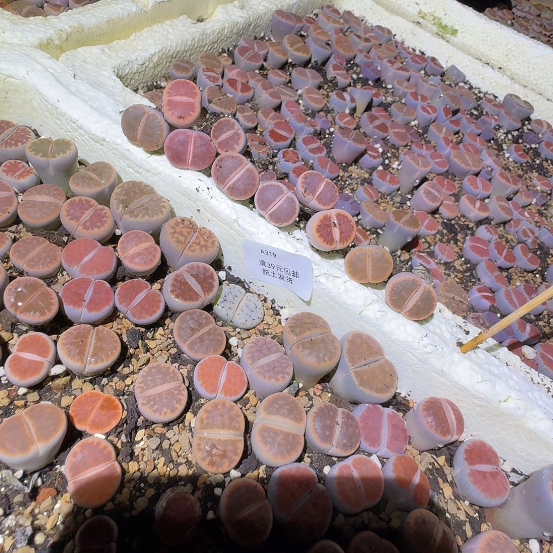 F***W319多肉哈哈哈哈哈哈