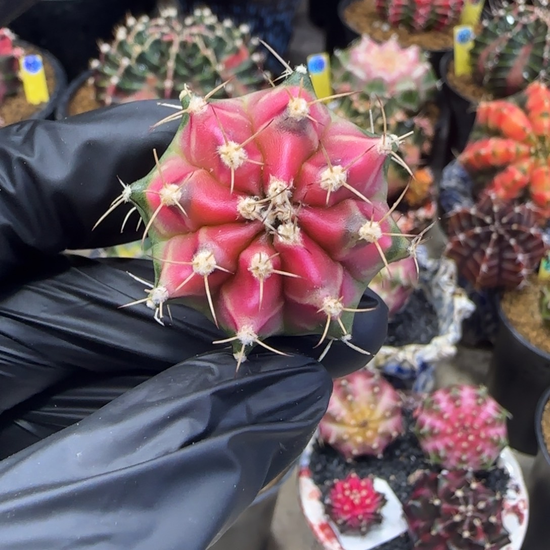 泰系穹顶米哈锦裸根发货