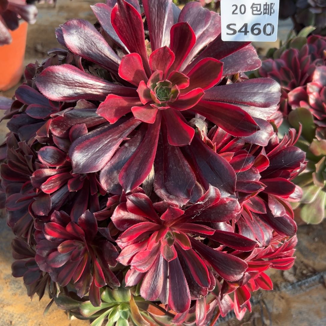 460蒙娜丽莎，满20包邮嘟叮熊