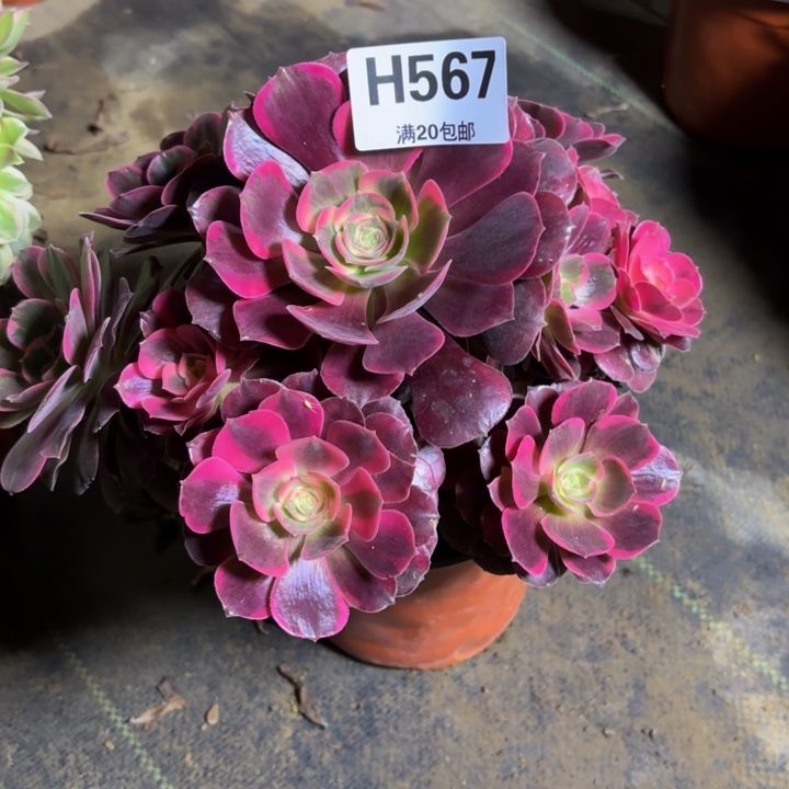 瑞妈，，，。。。567美杜莎