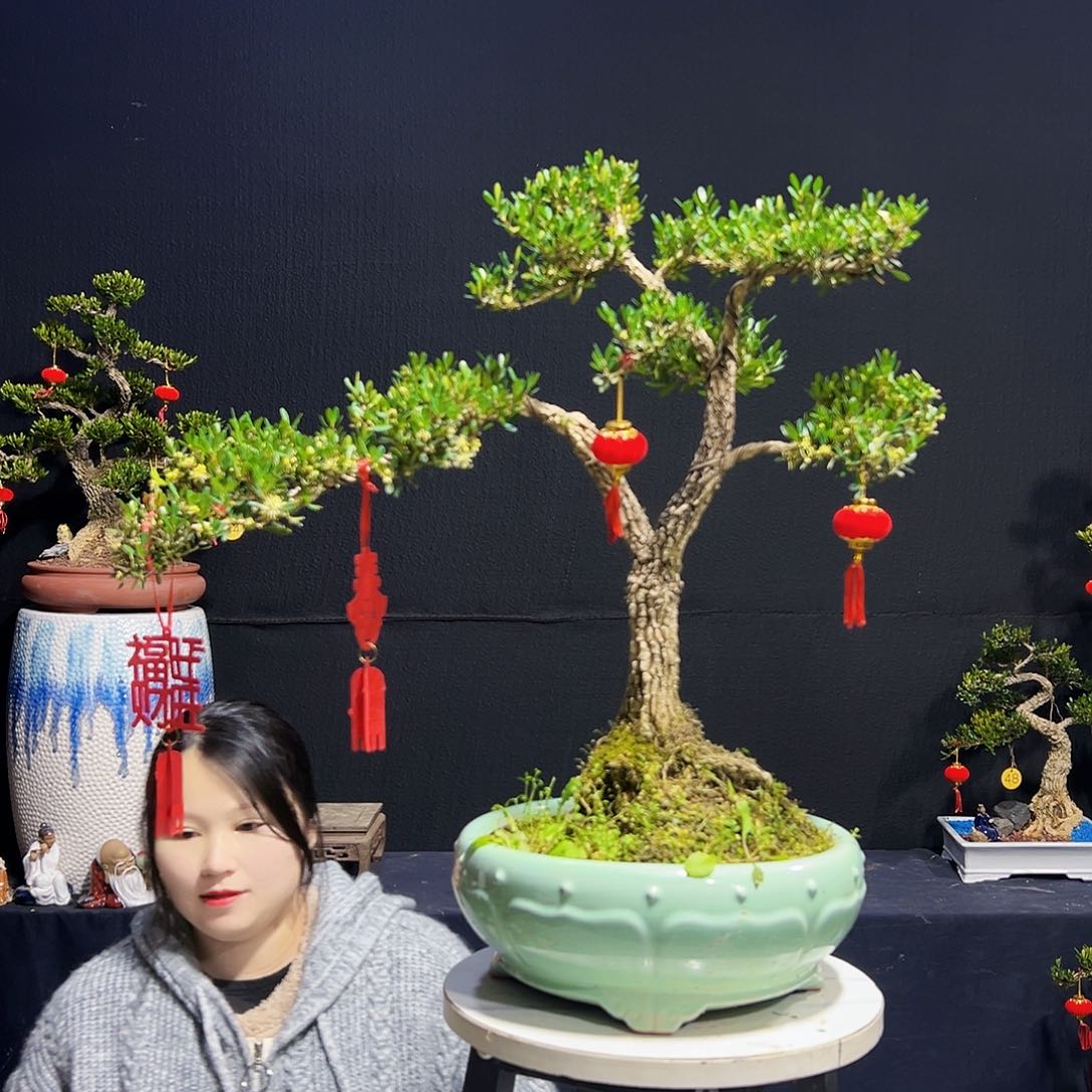 绿植广东皱皮黄杨木