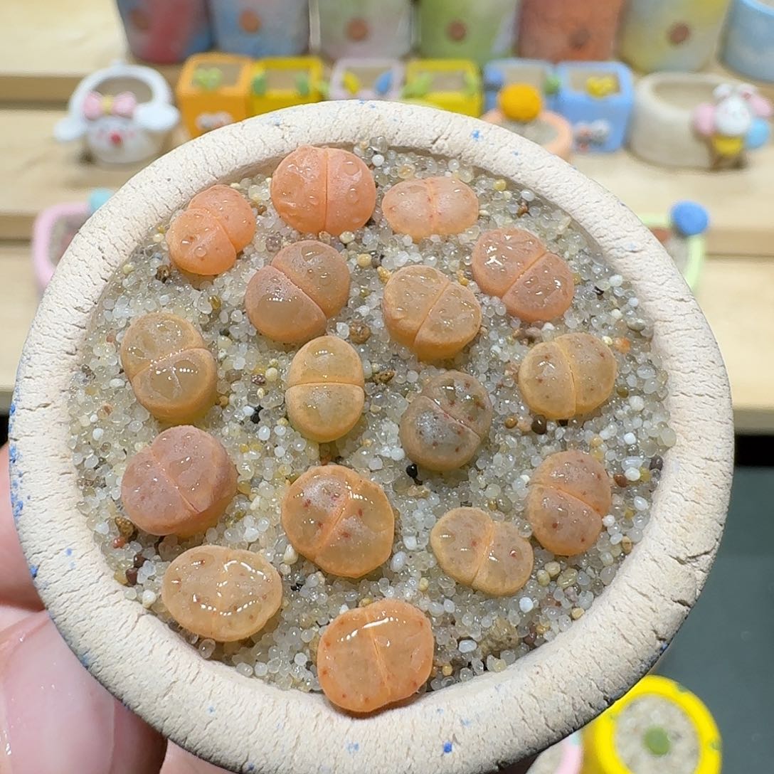 红陶蘑菇530草莓惜春