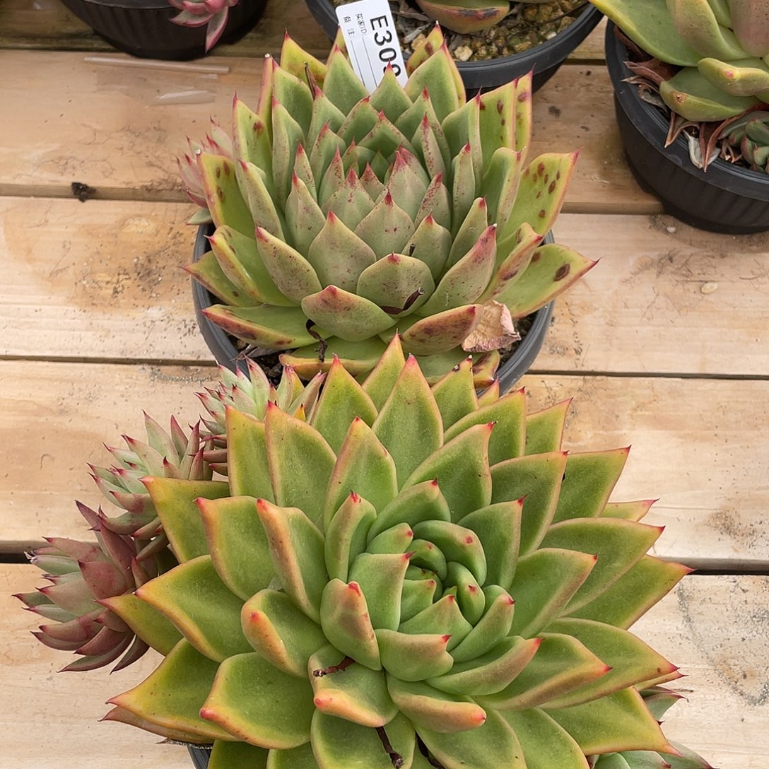 若如东云组拍E309