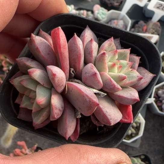 132雪燕多肉植物多