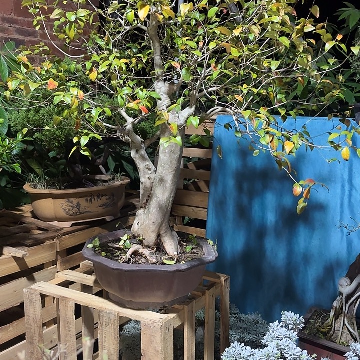 螺***l无花朵哈哈哈哈哈哈