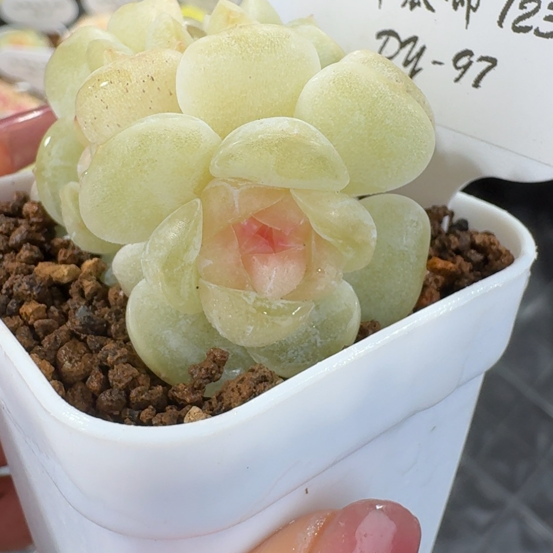 阳***~1230-97-荷包蛋群生一颗