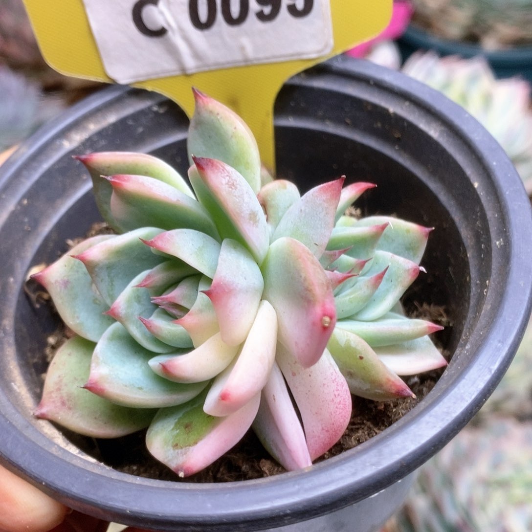 C095锦锦锦锦锦锦锦