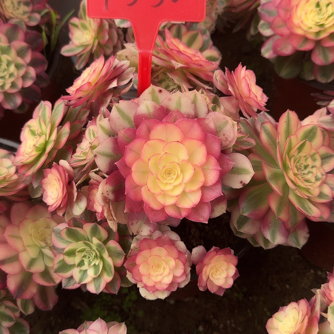 4556倾城多肉法师