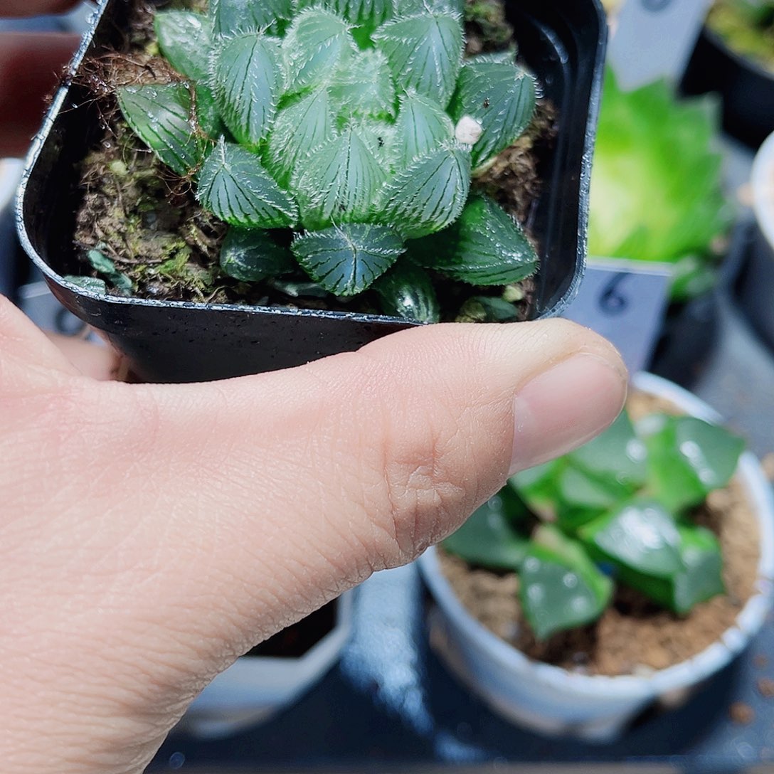 蓝精灵新手好养的