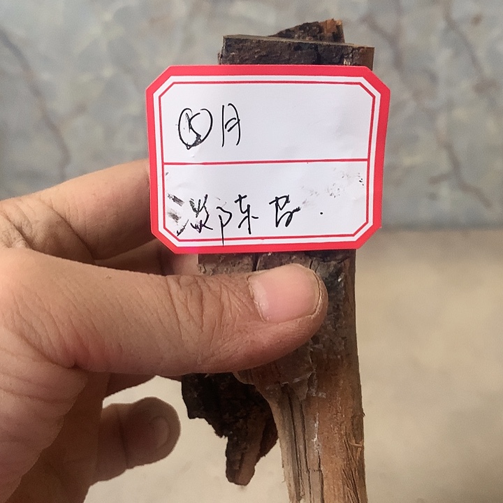 ⑤***月大叶紫檀（黑酸枝木类）