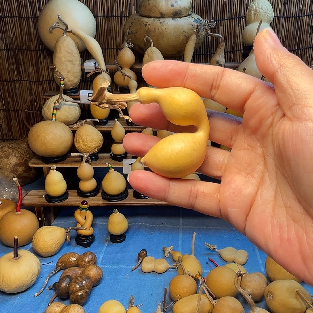 北***特弓背蚂蚁25米包邮到家