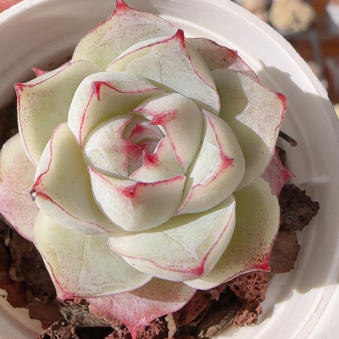 花语多肉1231-246