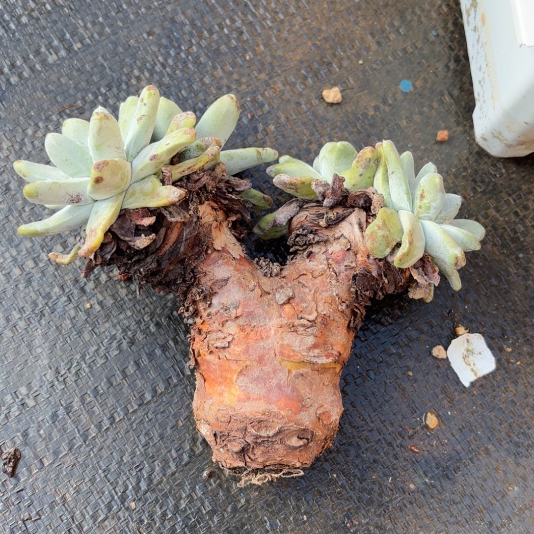 蕾***靴拇指，仙女杯多肉。