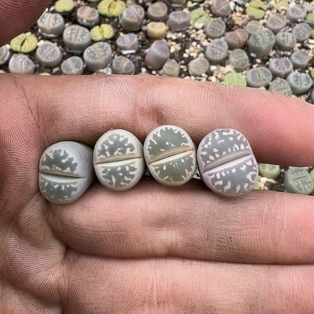 2889 哈哈哈哈哈哈哈哈