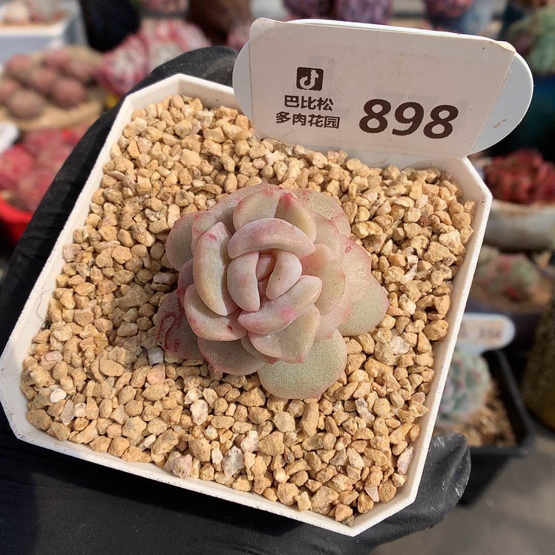 898 冰魄石化多肉