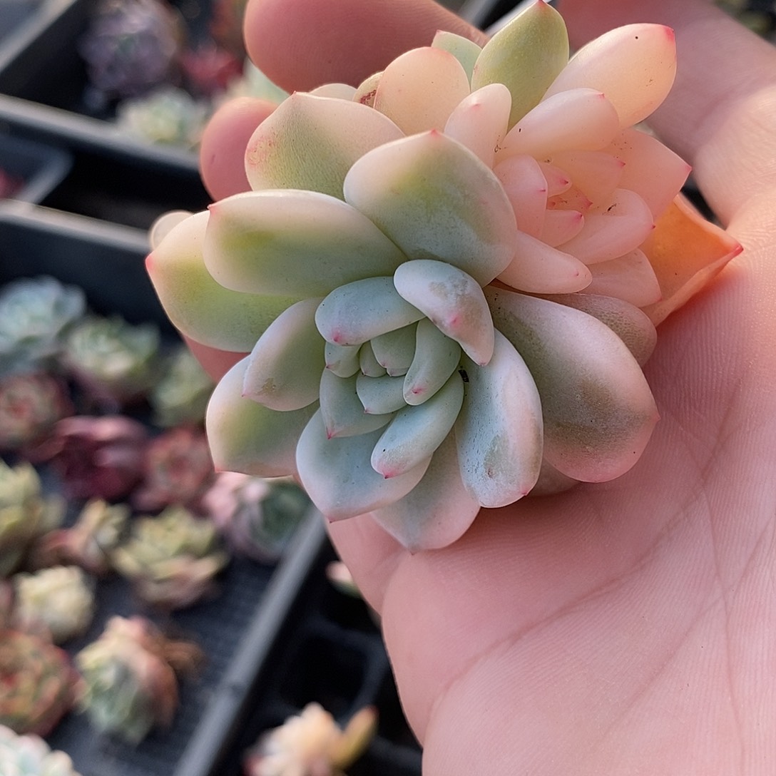 640梦露锦多肉植物哇啦塞