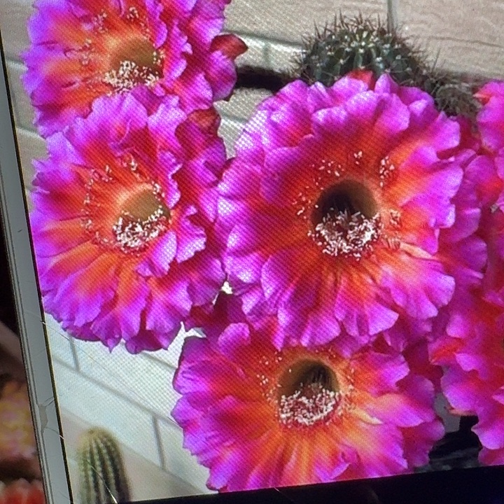 闪耀侧芽4公分左右彩草20包邮