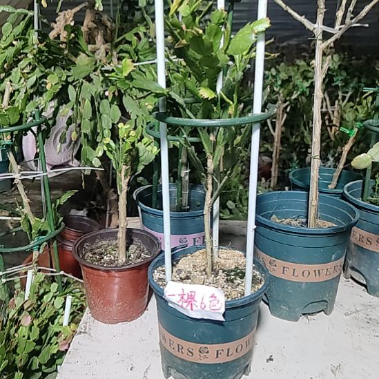 无花朵一颗6色叶仙嫁接