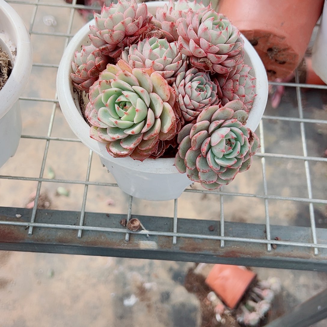 苯巴蒂斯多头造型精品特价精品