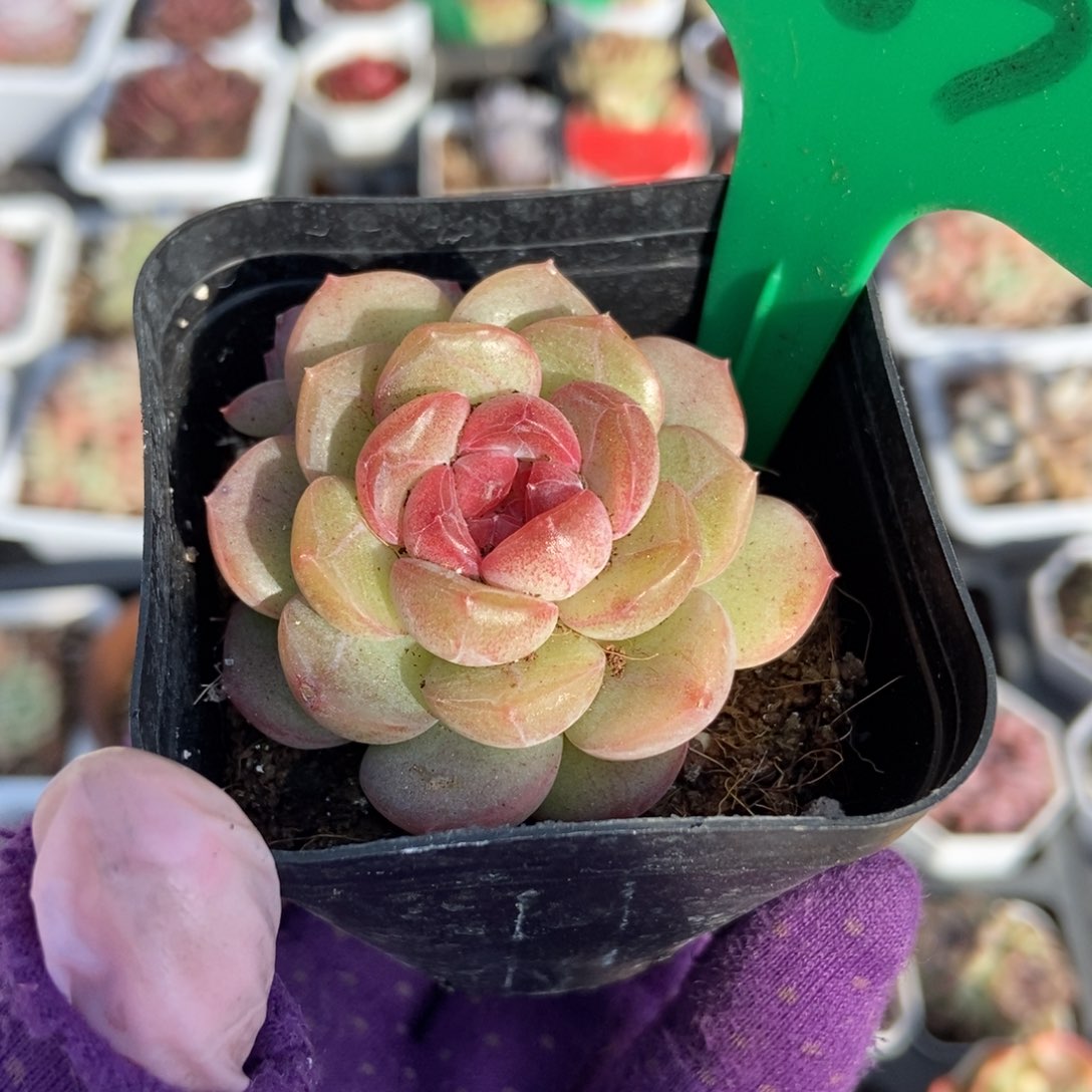 783琴心多肉植物保护