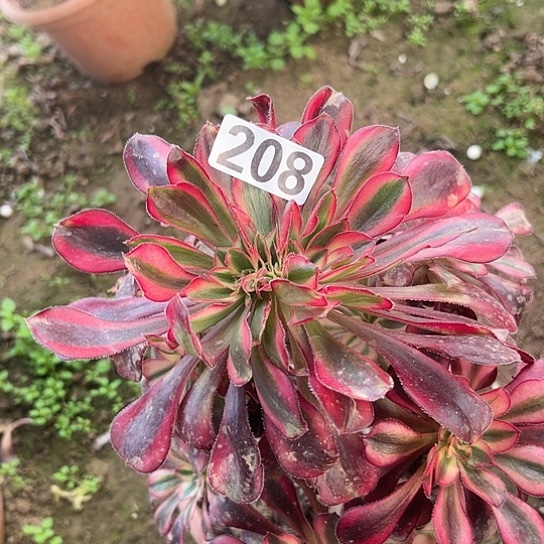 用***2多肉植物一个香208