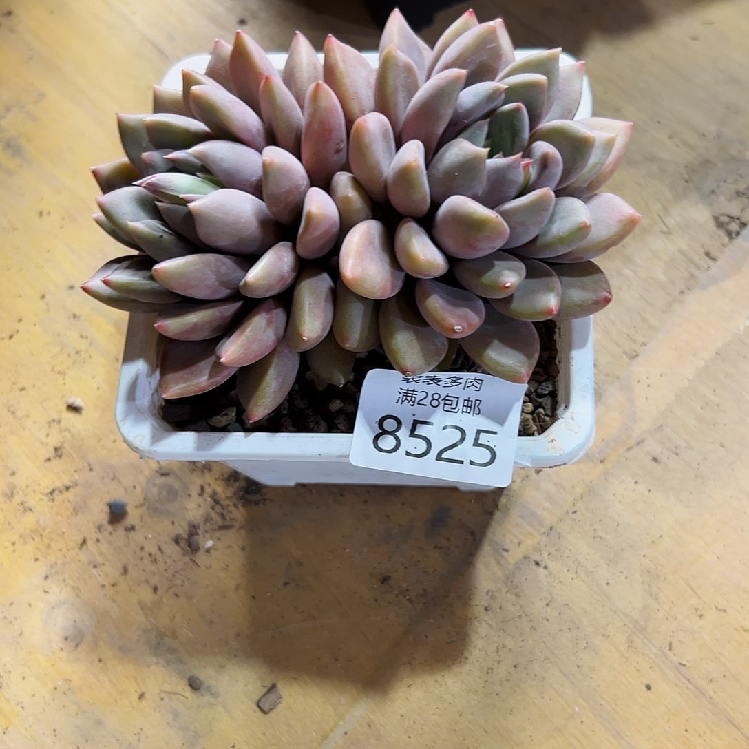 9号小*多肉一物一拍8525