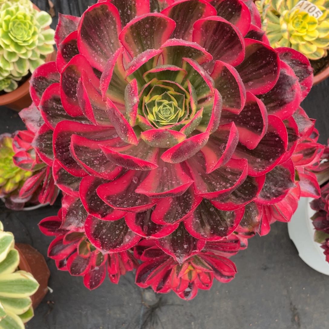 紫砂茶杯魅影魅影魅影