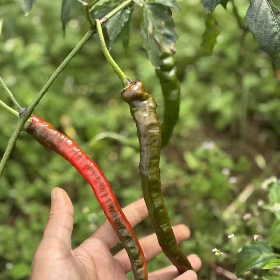 【代收】农家本地辣椒