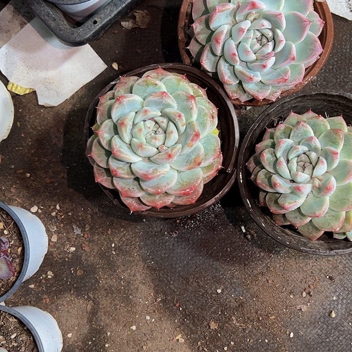 阿尔巴佳人彩云，