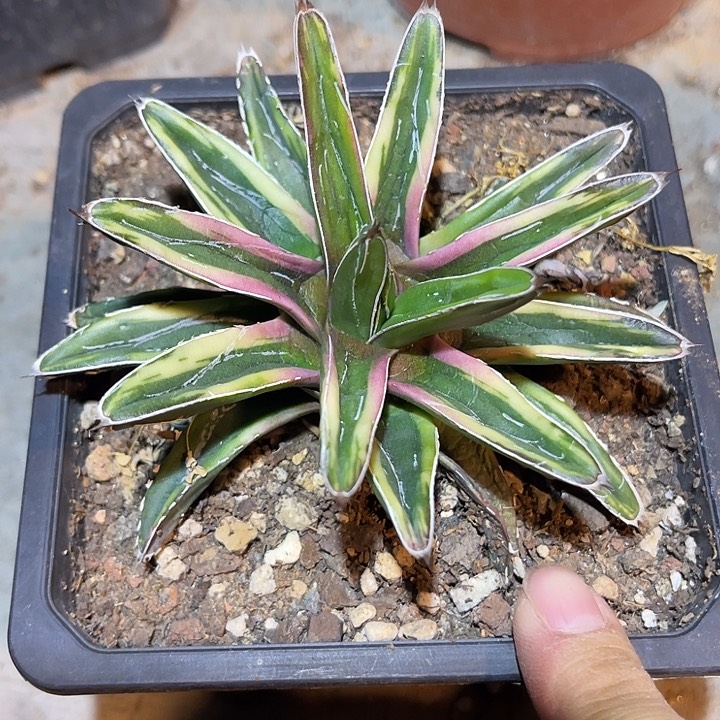 满38包邮2天凑单，脱土晾根发货多肉植物