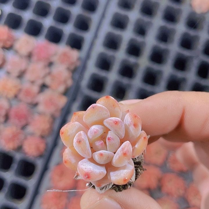 橙梦露【满10颗包邮】