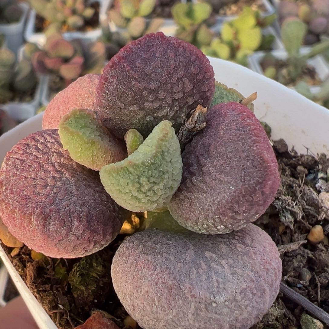 红烧肉手捧花多头纯木质桩