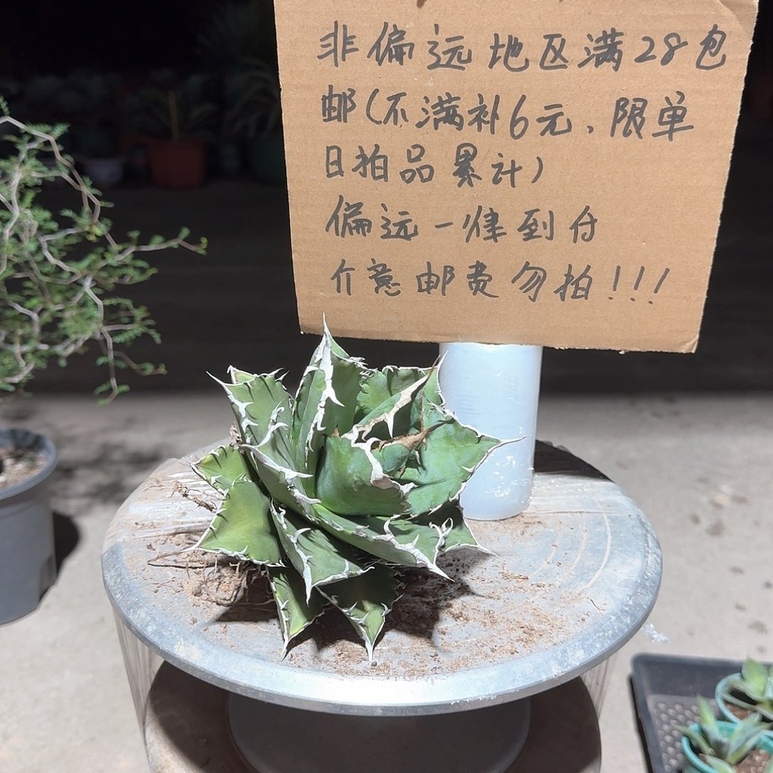 夕映仁王冠龙舌兰