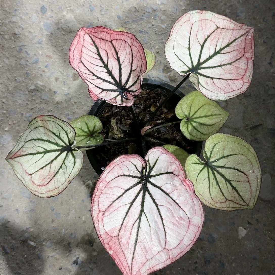 580-0122彩叶芋泰国发货