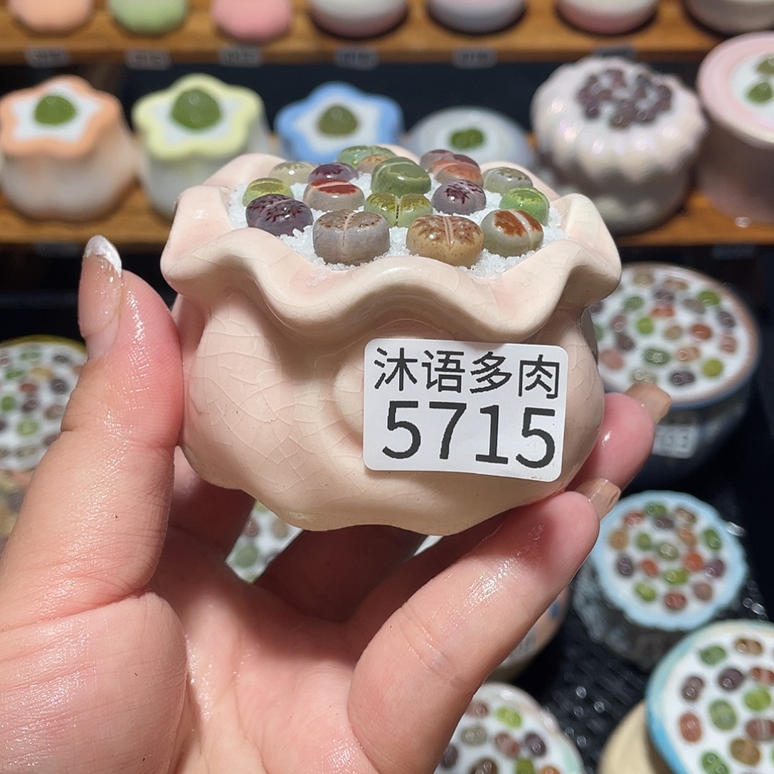 带盆土植物 一物一拍5715